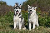 SIBERIAN HUSKY 872